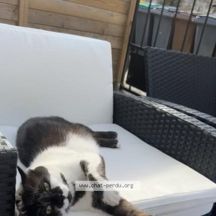 Photo 1/1 Oni Chat lost in Draveil