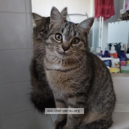 Photo 1/1 Tituba alias titi Chat lost in Mons