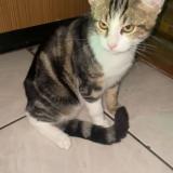 Picture of cat lost at Lacroix Sur Meuse