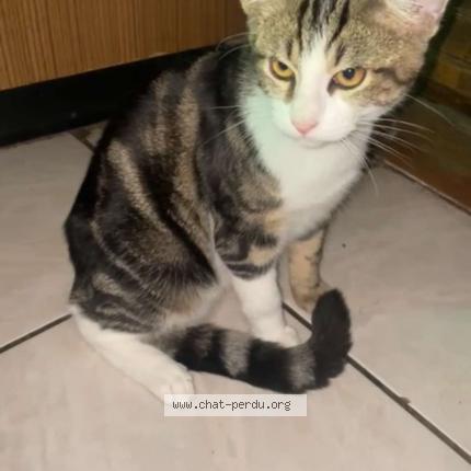 Photo 1/1 Filou Chat lost in Lacroix sur meuse