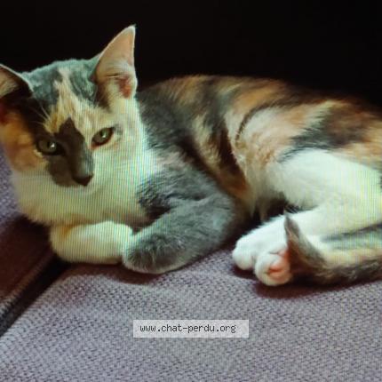 Photo 1/1 Zia Chat lost in Quevert