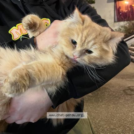 Photo 1/1 Found cat Found in Verneuil sur seine