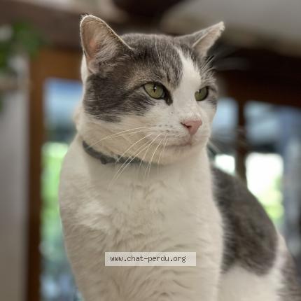Photo 1/1 Pika Chat lost in Saint genis de saintonge
