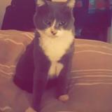 Picture of cat lost at La Valette Du Var