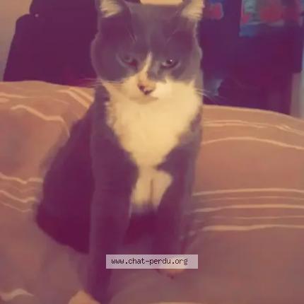 Photo 1/1 Eva Chat lost in La valette du var