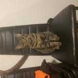 Picture of cat lost at La Garnache