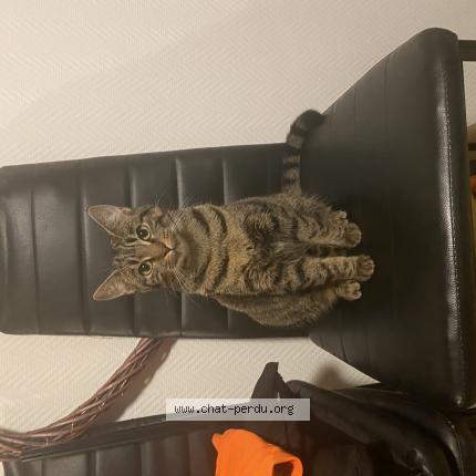 Photo 1/1 Mimi Chat lost in La garnache