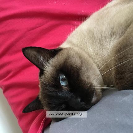 Photo 1/1 Vanille Chat lost in Cannes la bocca