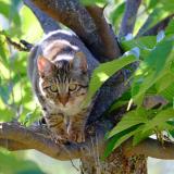 Picture of cat lost at Gap