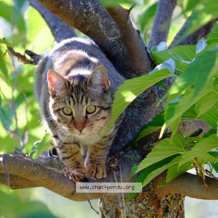 Photo 1/1 zig zag Chat lost in Gap