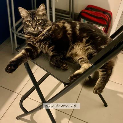 Photo 1/1 Malo Chat lost in Les sables d olonne