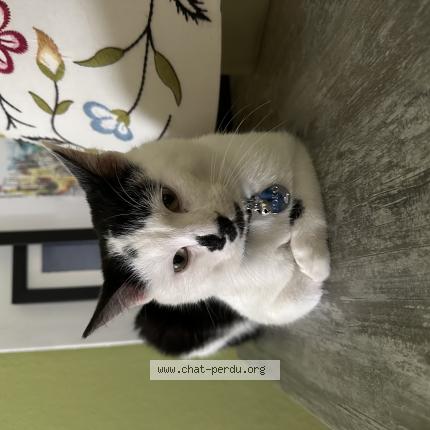 Photo 1/1 Yoko Chat lost in Merignac