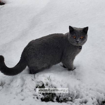 Foto van vermiste kat in Acosse