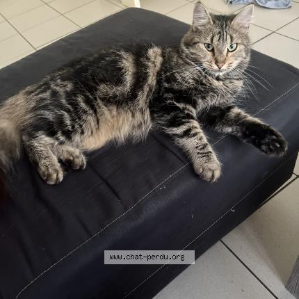 Photo 1/1 Ma fifille ou Mon chat Chat lost in Sain georges de didonne