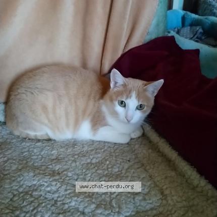 Photo 1/1 Minette Chat lost in Carcassonne