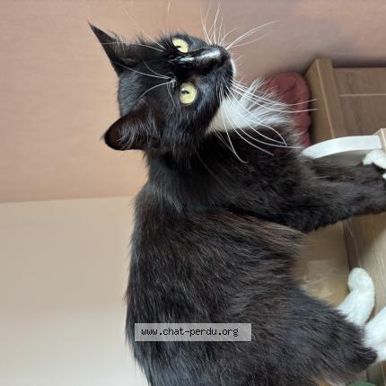 Photo 1/1 Maya Chat lost in Beaumont de lomagne