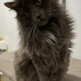 Picture of cat lost at Cherisy