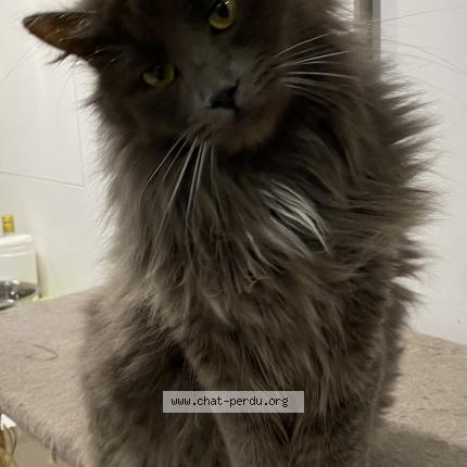 Photo 1/1 Oslo Chat lost in Cherisy