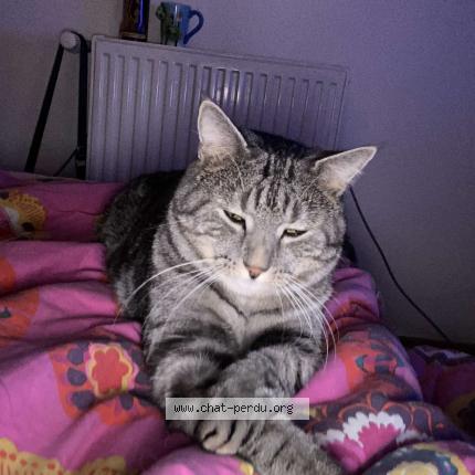 Photo 1/1 Rambo Chat lost in Auxonne