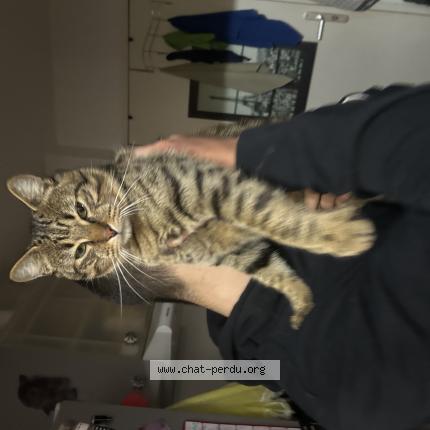 Photo 1/1 Tigrou Chat lost in Saint laurent de la pree