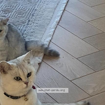 Photo 1/1 Kleo Chat lost in Aulnay sous bois