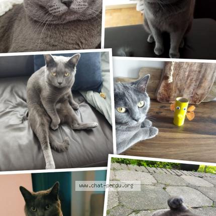 Foto van vermiste kat in Asse