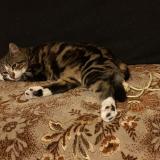 Picture of cat lost at Trelaze