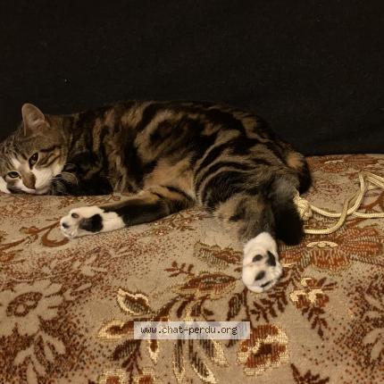 Photo 1/3 Tigrou Chat lost in Trelaze