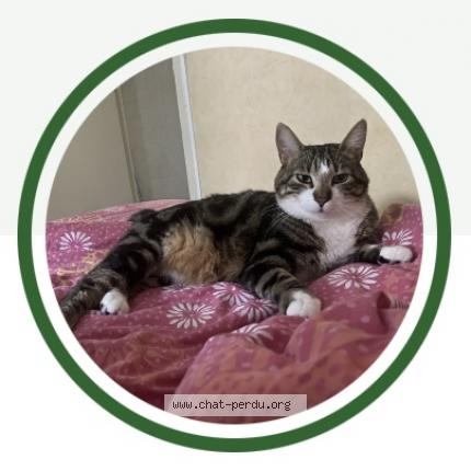 Photo 2/3 Tigrou Chat lost in Trelaze