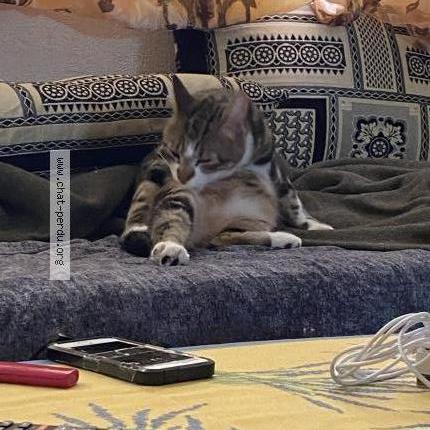 Photo 3/3 Tigrou Chat lost in Trelaze