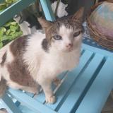 Picture of cat lost at Etang Sale