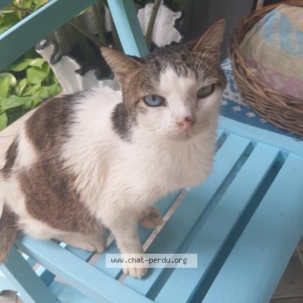 Photo 1/1 Chi Chat lost in Etang sale