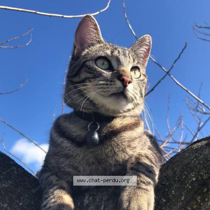 Photo 1/1 Fury Chat lost in Combourg