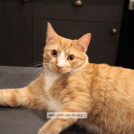 Foto 1/1 Kat teruggevonden Vermist in Ixelles