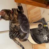 Picture of cat lost at Toulouse