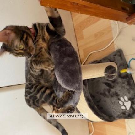 Photo 1/1 Cat reunited Lost in Toulouse