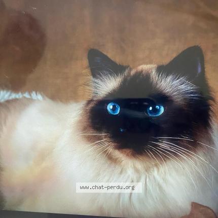 Foto van vermiste kat in Liege