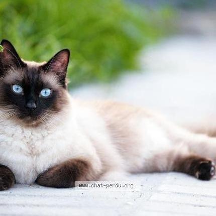 Photo 1/2 Luna Chat lost in Liege