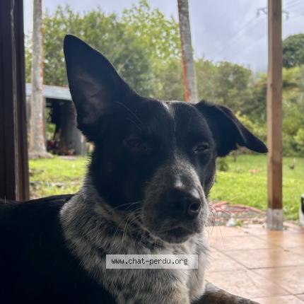 Photo 1/1 Nawak Chat lost in St benoit