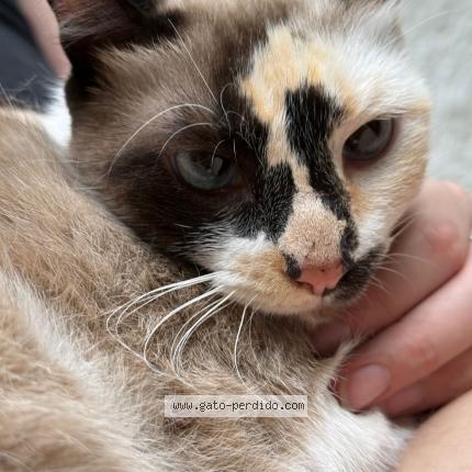 Photo 1/1 Found cat Found in Montevideo