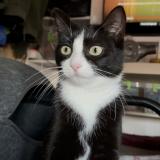 Picture of cat lost at Saint Cibard