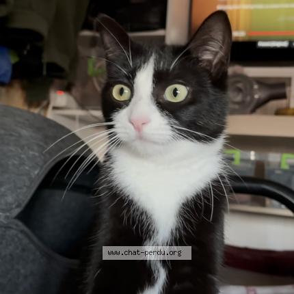 Photo 1/1 Kitty Chat lost in Saint cibard