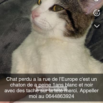 Photo 1/1 Globules Chat lost in Tonnerre