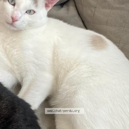 Photo 1/1 Neige Chat lost in Blanquefort