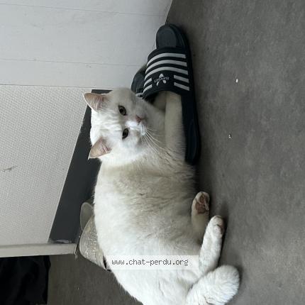 Photo 1/1 Oggy Chat lost in Valframbert