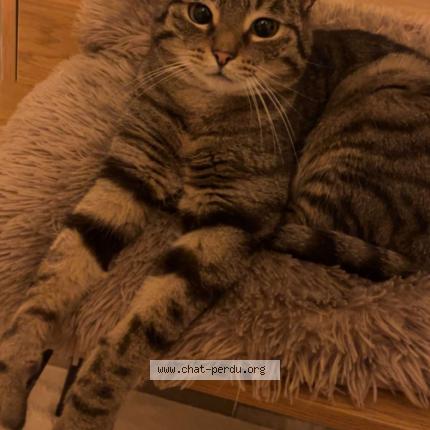 Photo 1/1 Ruben Chat lost in Hadol