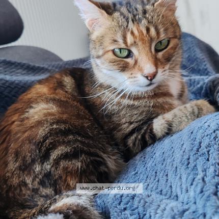 Photo 1/1 Kitty Chat lost in Merignac