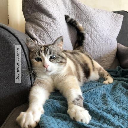 Photo 1/1 Lou Chat lost in Condat sur trincou