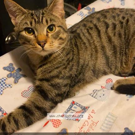 Photo 1/1 Fripouille Chat lost in Trelivan