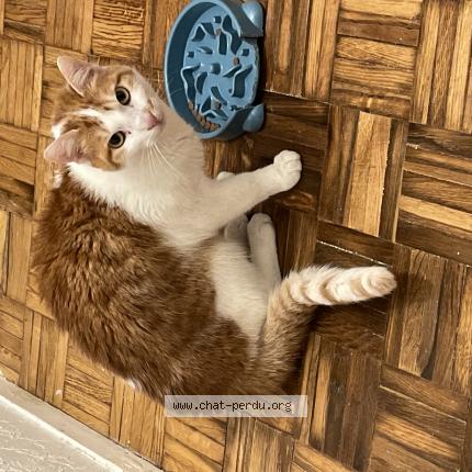 Photo 1/1 Migui Chat lost in Antony